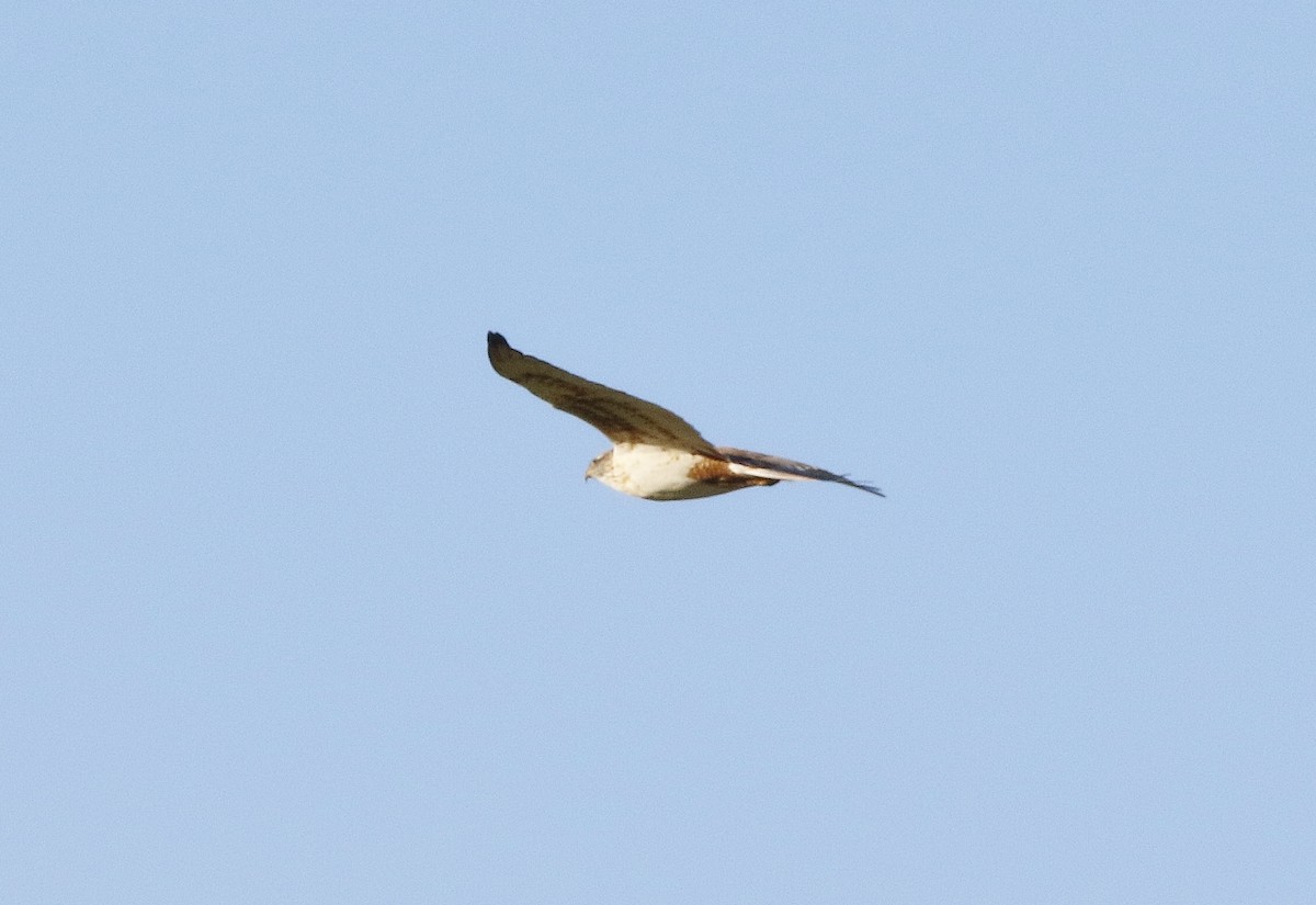 Ferruginous Hawk - ML391660821
