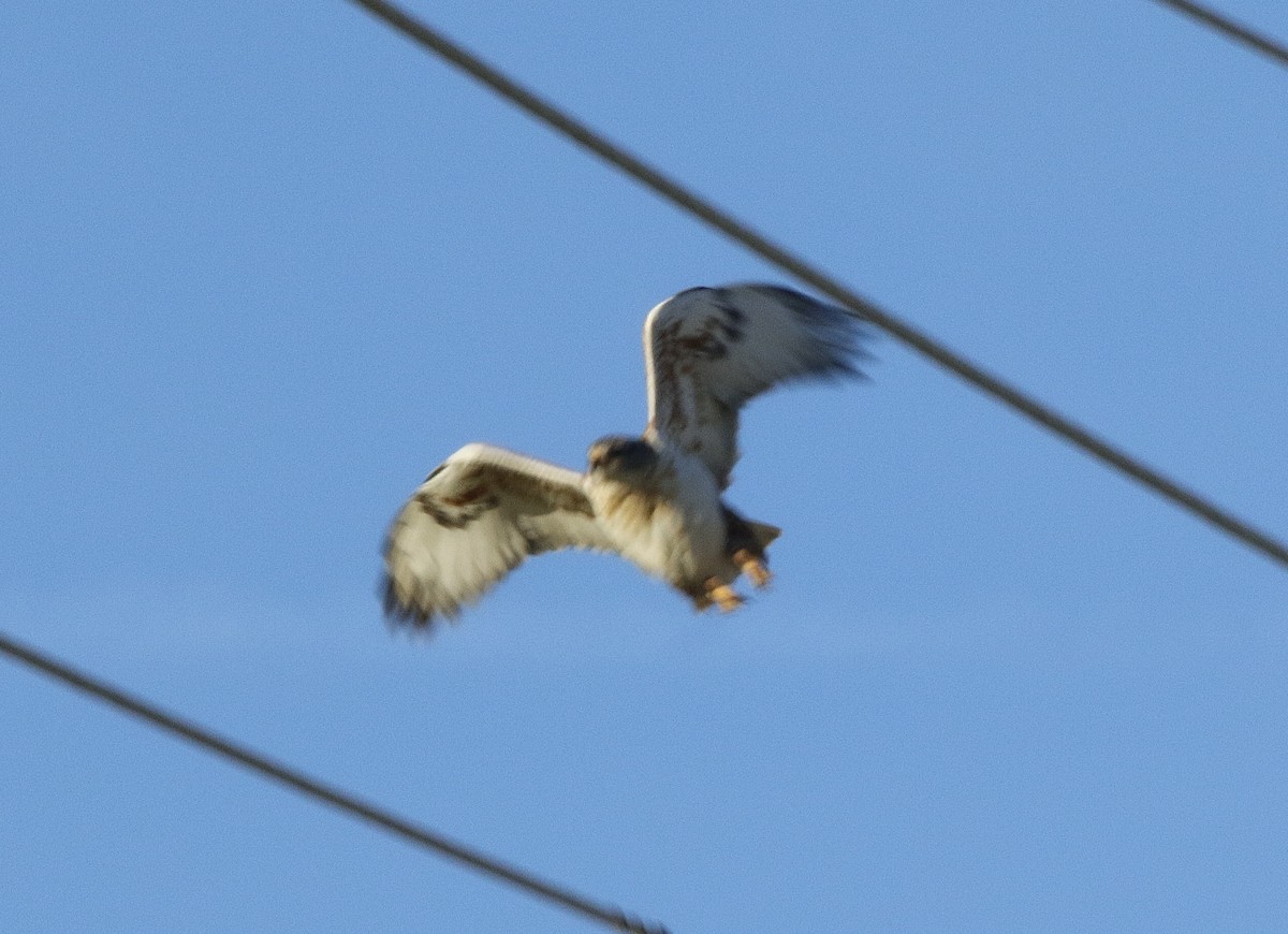 Ferruginous Hawk - ML391660841