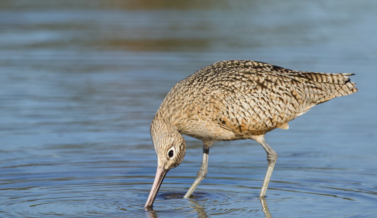 Long-billed Curlew - Will Sweet