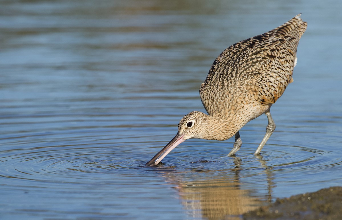 Long-billed Curlew - Will Sweet