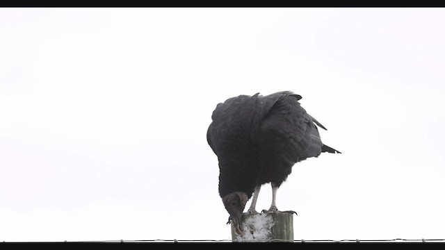 Black Vulture - ML391662181
