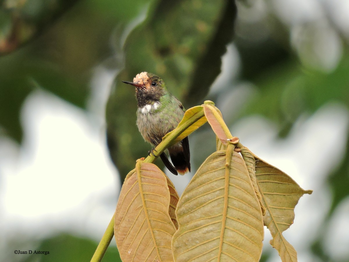Rufous-crested Coquette - ML39166281