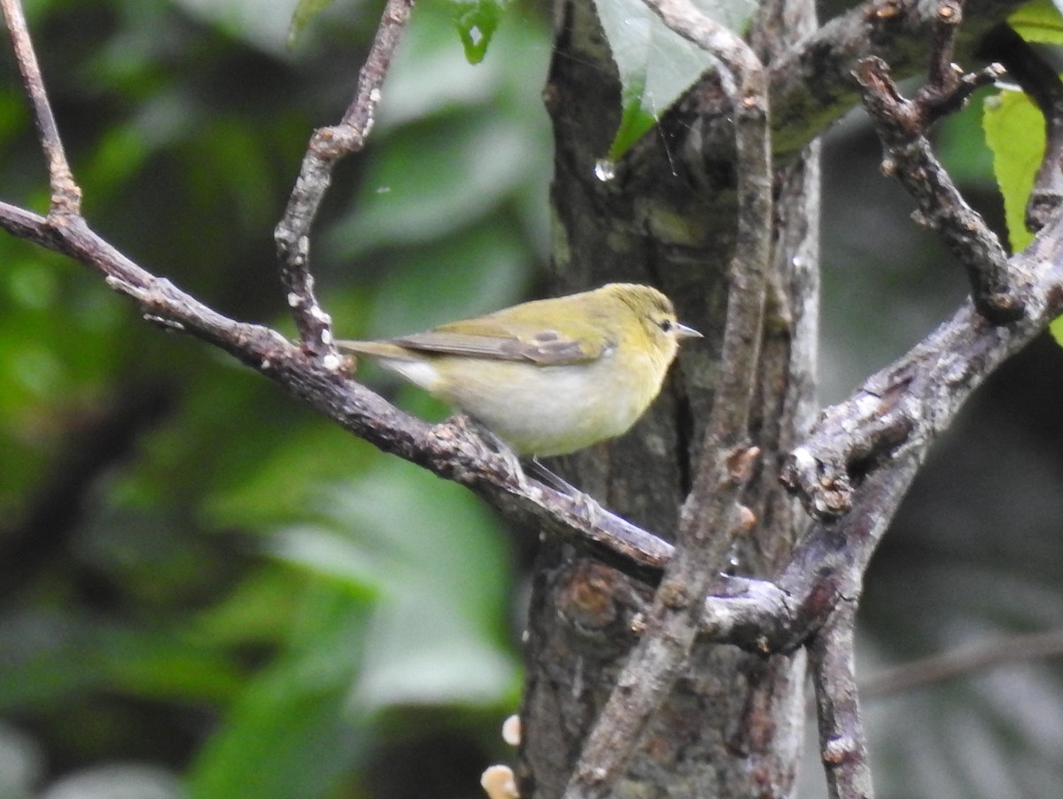 Tennessee Warbler - ML391664461