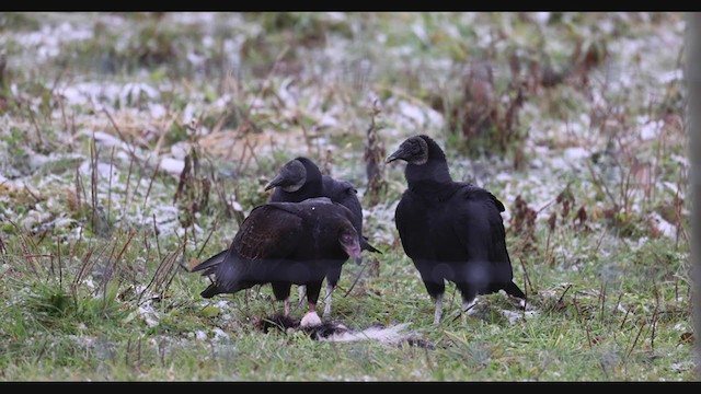 Black Vulture - ML391665971