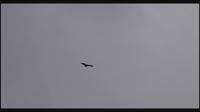 Black Vulture - ML391666451