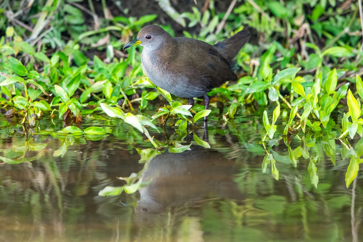 Brown Crake - Vivek Saggar