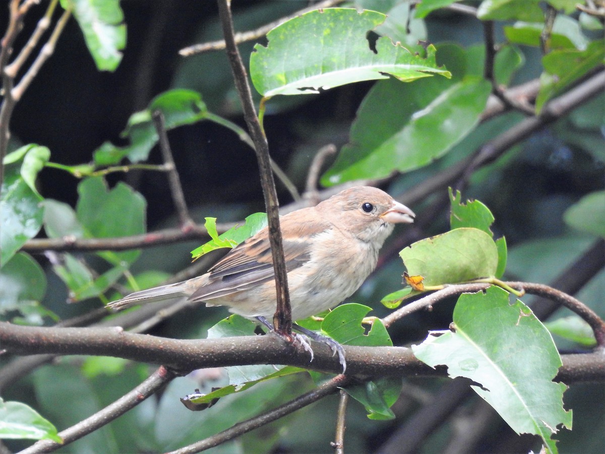 Indigo Bunting - ML391666701