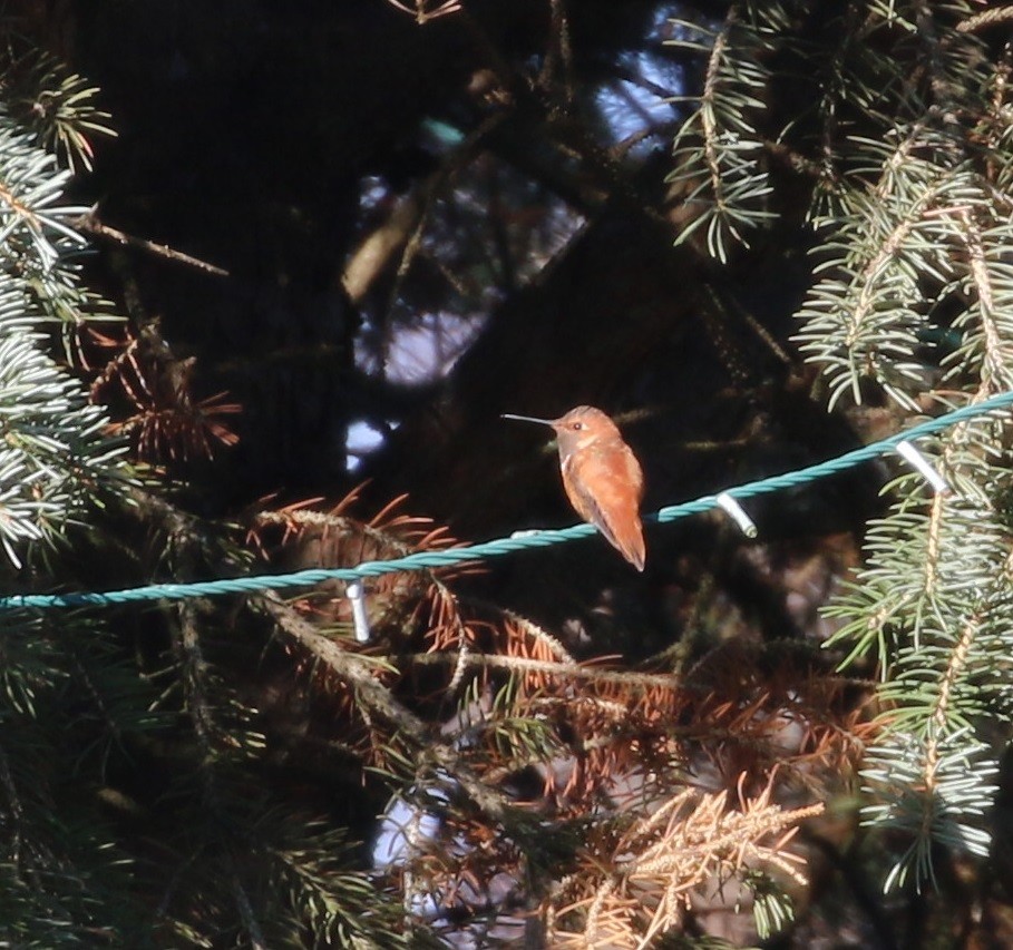 Rufous Hummingbird - ML391668901