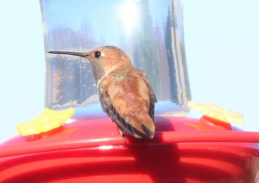Rufous Hummingbird - ML391669061