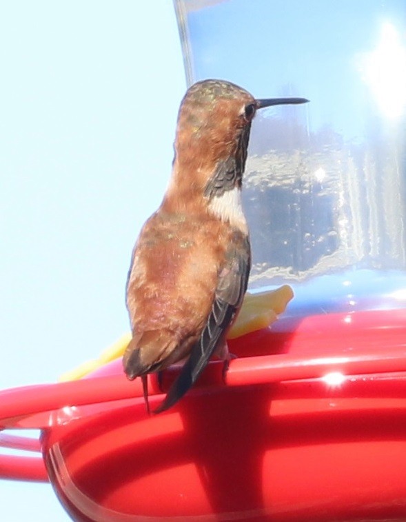 Rufous Hummingbird - ML391669191