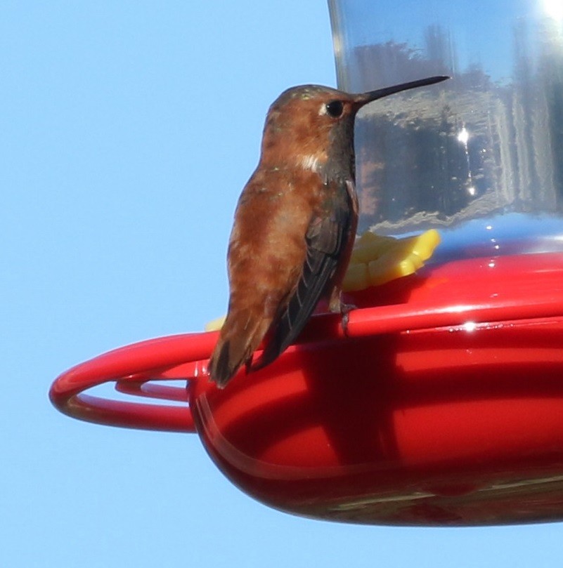 Rufous Hummingbird - ML391669281