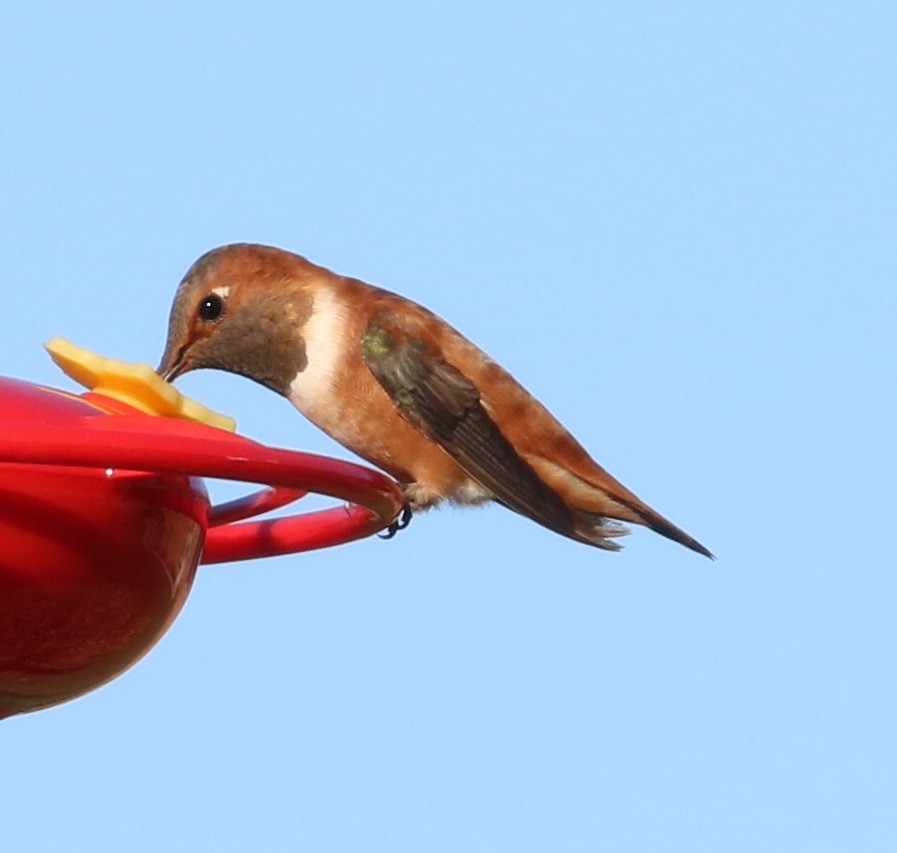Rufous Hummingbird - ML391669381