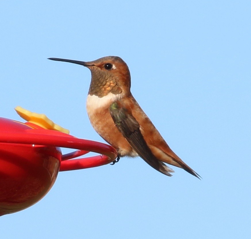 Rufous Hummingbird - ML391669401