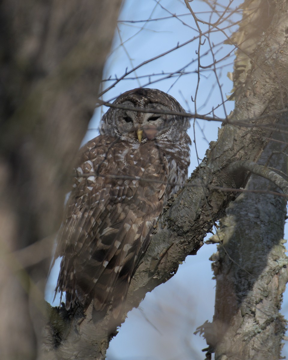 Barred Owl - ML391670051