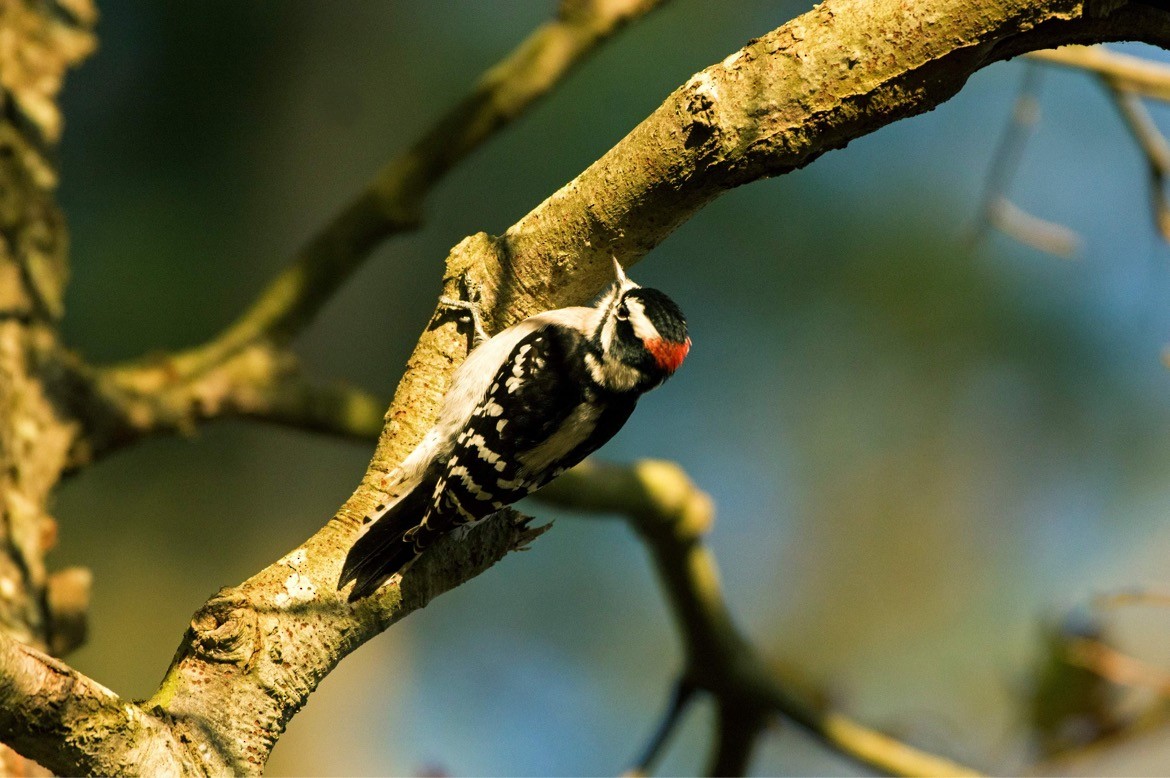 Downy Woodpecker - Mickie V