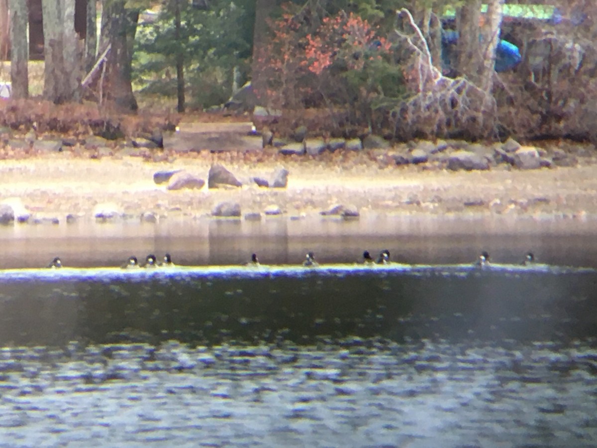 Bufflehead - ML391671101