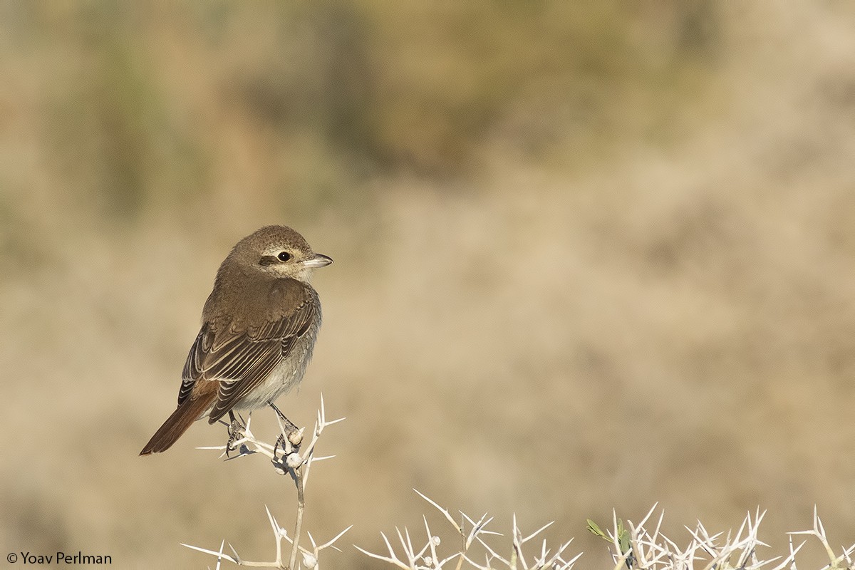 Red-tailed Shrike - Yoav Perlman