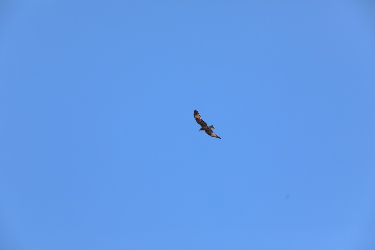 Square-tailed Kite - ML391676801