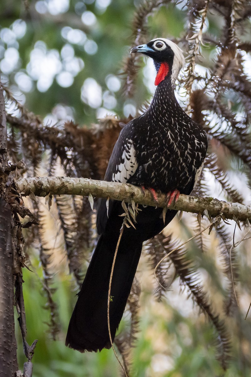 Black-fronted Piping-Guan - ADRIAN GRILLI