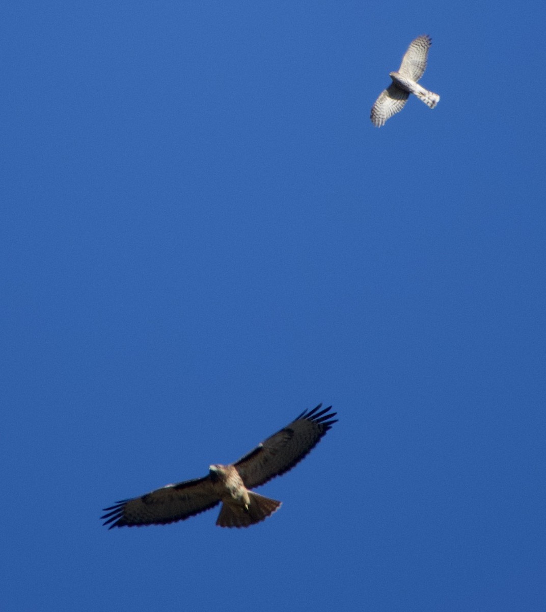 Red-tailed Hawk - ML391678061