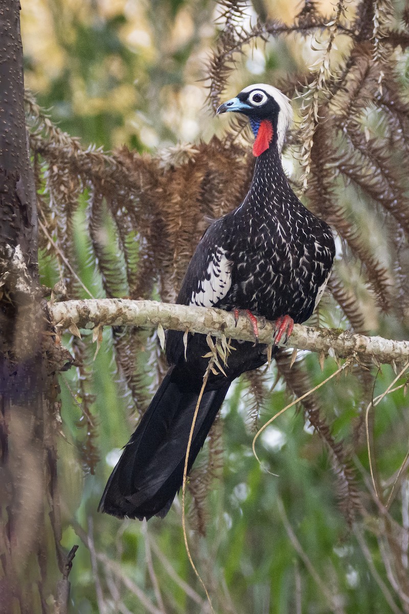 Black-fronted Piping-Guan - ADRIAN GRILLI