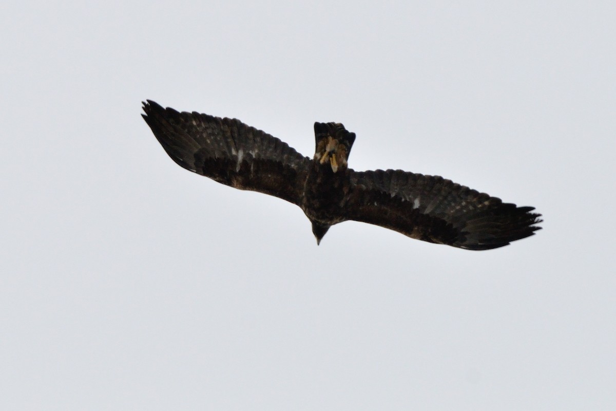 Golden Eagle - ML391678391