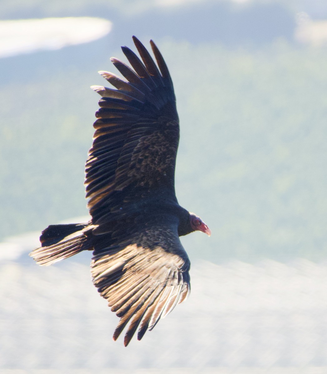 Turkey Vulture - ML391678521