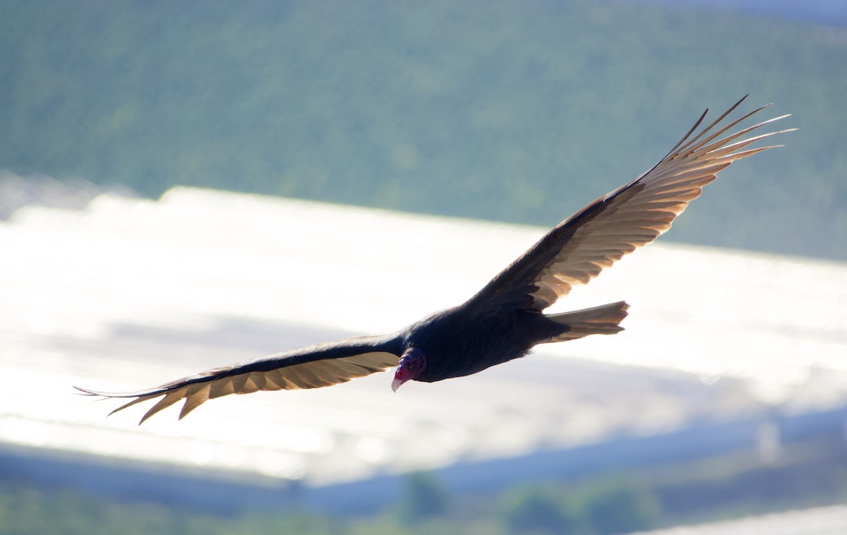 Turkey Vulture - ML391678561