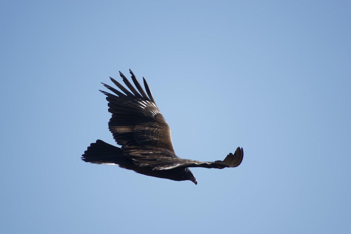 Turkey Vulture - ML391678601