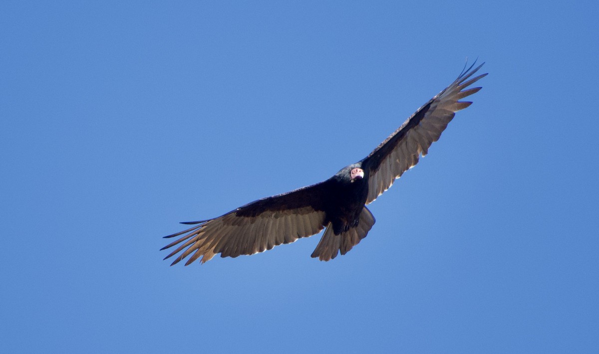 Turkey Vulture - ML391678611