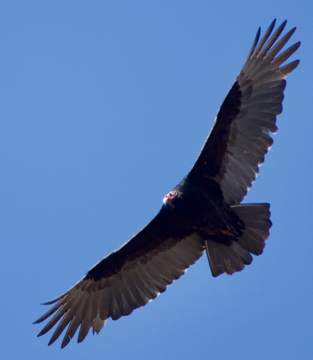 Turkey Vulture - ML391678631