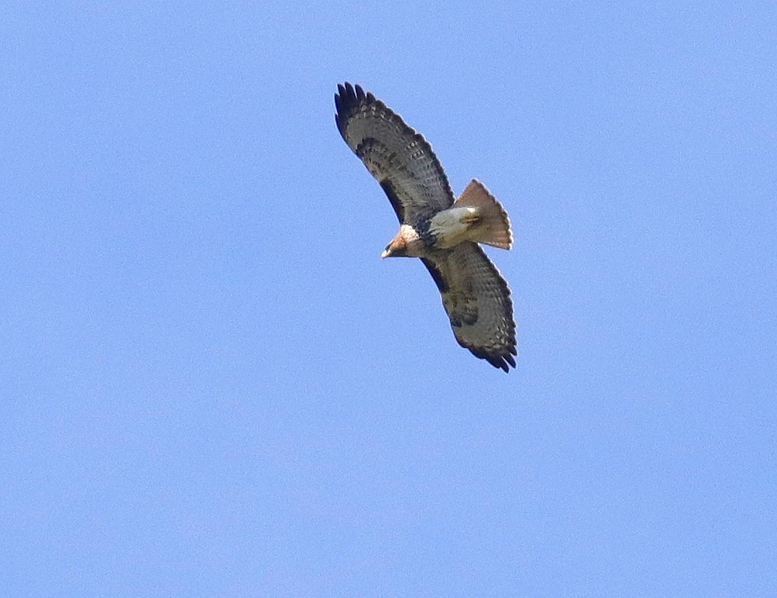 Red-tailed Hawk - ML391682081