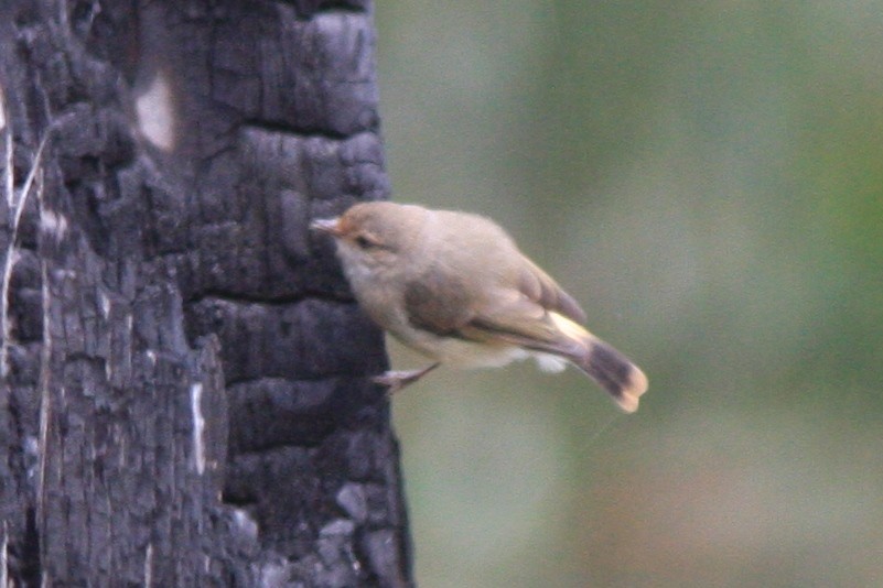 Buff-rumped Thornbill - ML391682581