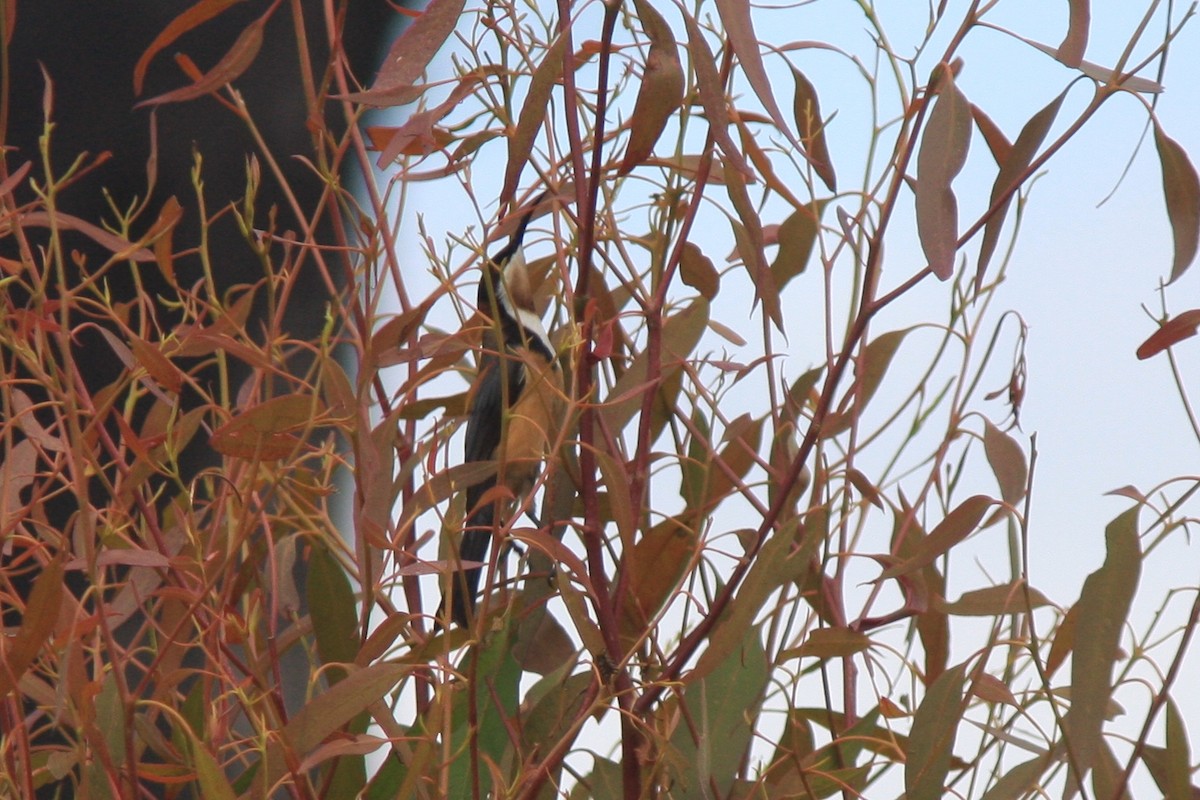 Eastern Spinebill - ML391682611