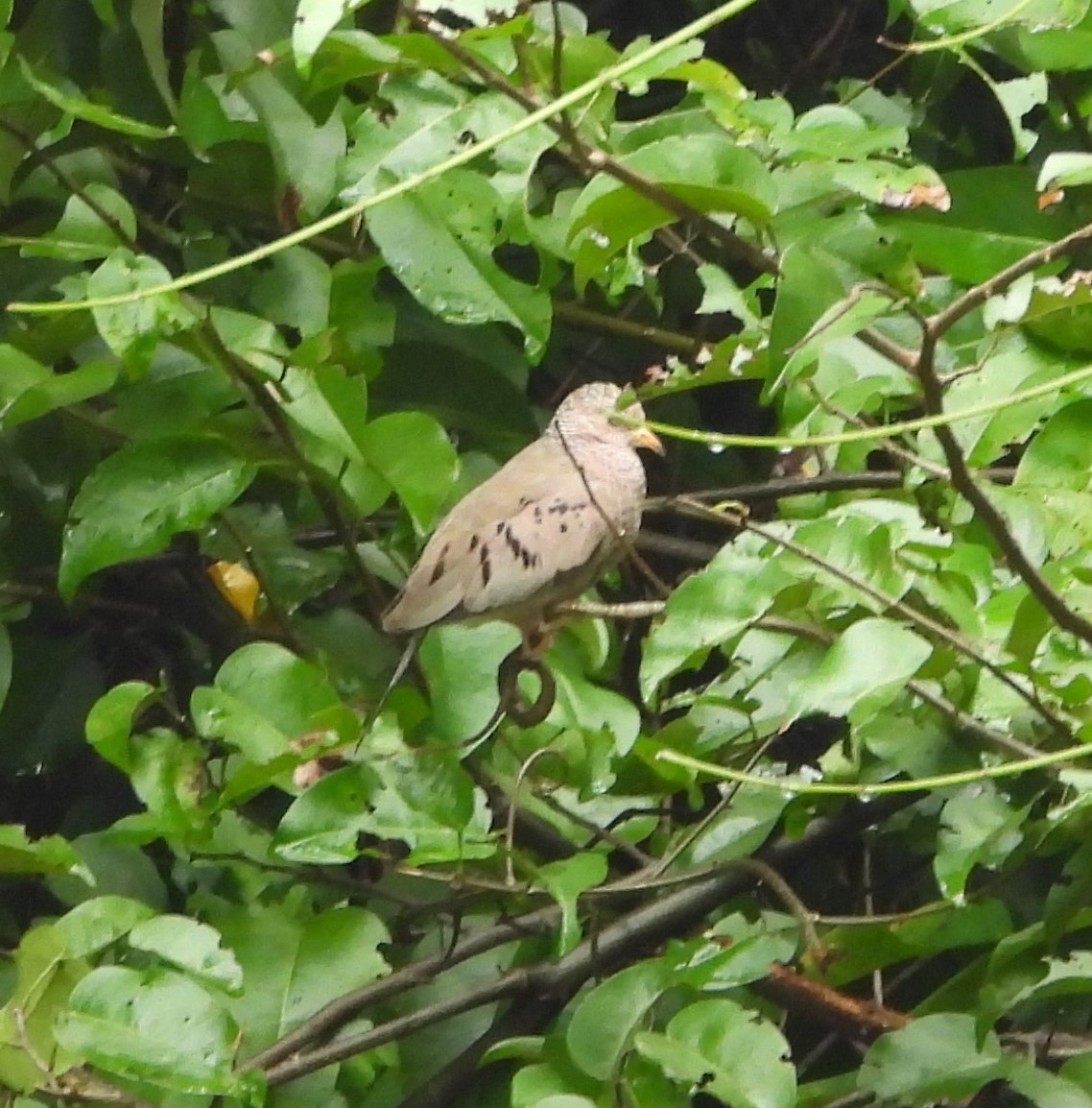 Common Ground Dove - ML391682651