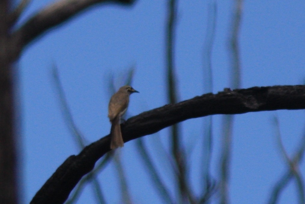 Yellow-faced Honeyeater - ML391682691