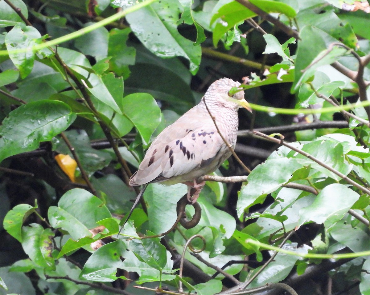 Common Ground Dove - ML391683041