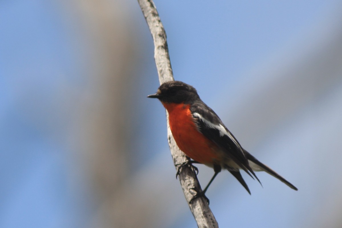 Flame Robin - ML391683501