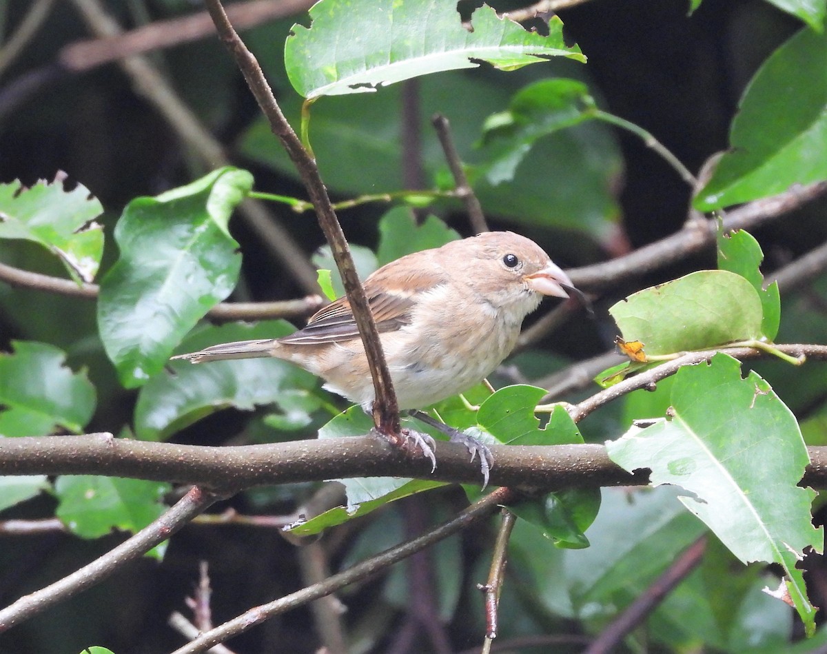 Indigo Bunting - ML391683591