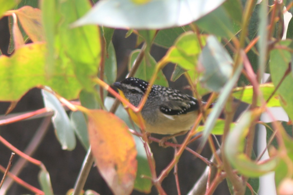 Spotted Pardalote - ML391683621