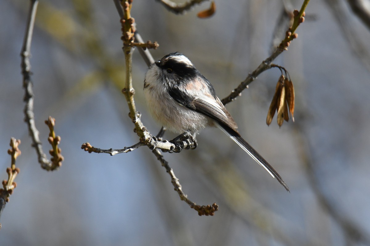 Long-tailed Tit - ML391684191