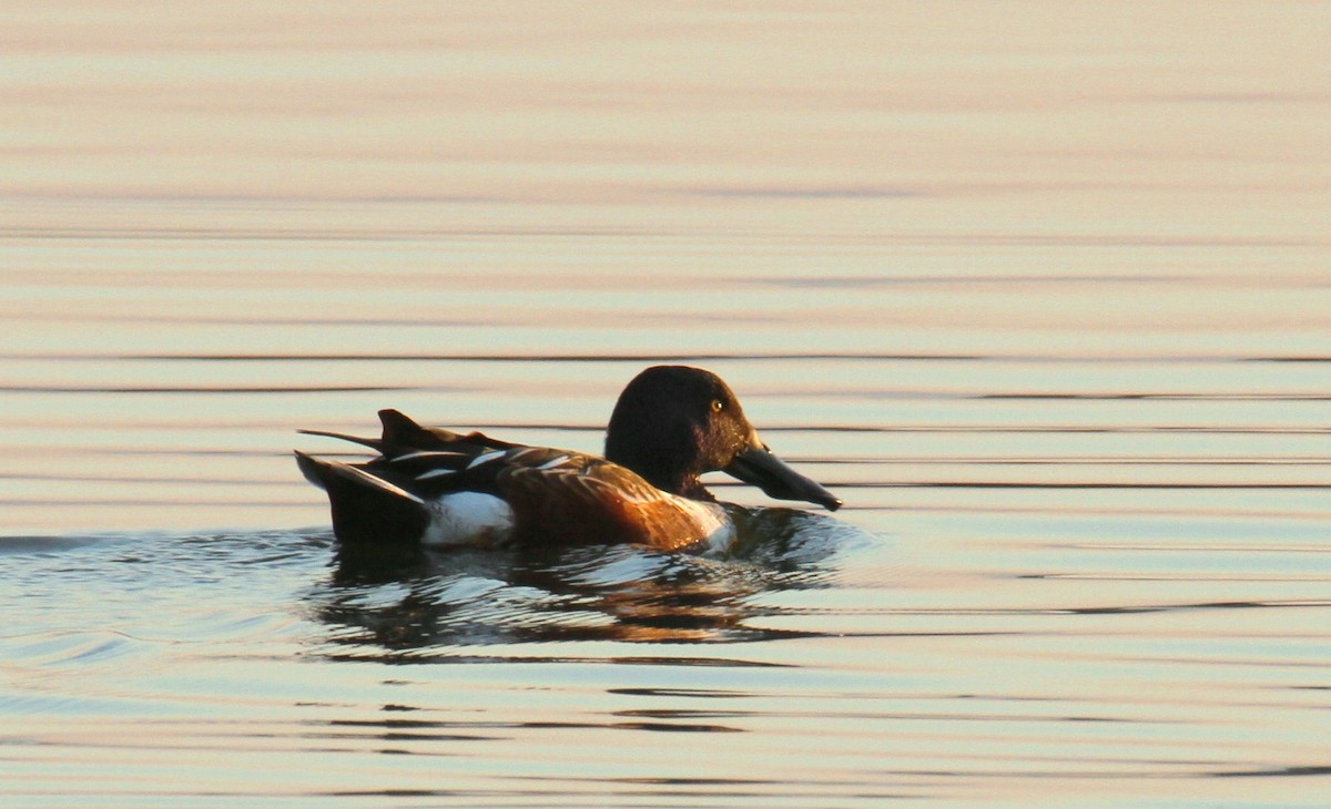 Northern Shoveler - ML391685241