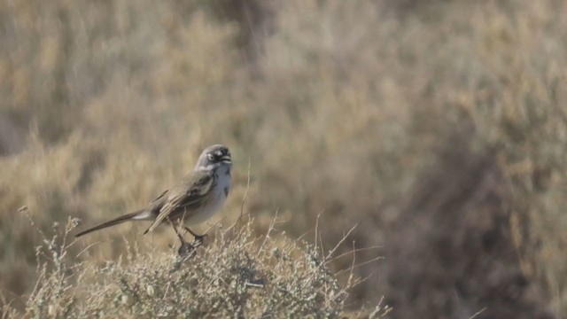 Sagebrush Sparrow - ML391685511