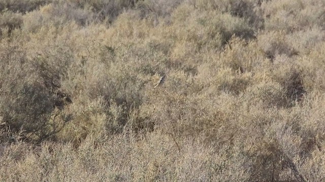 Sagebrush Sparrow - ML391685671