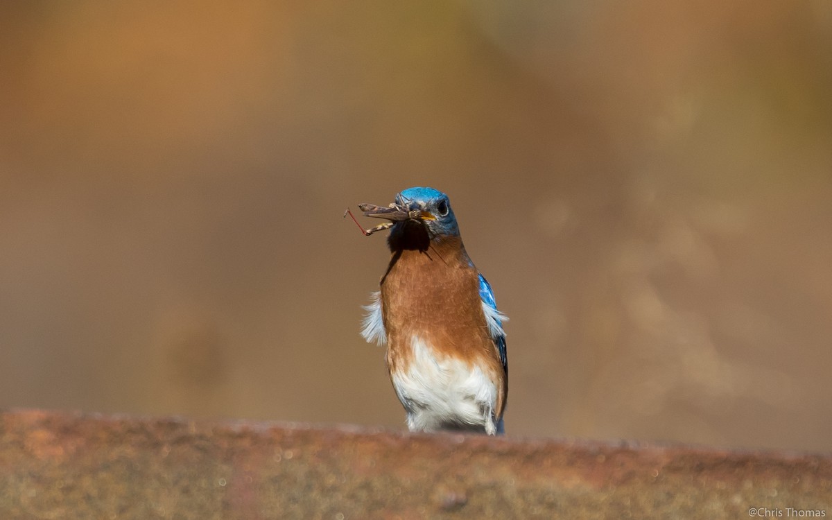 Eastern Bluebird - ML39168661