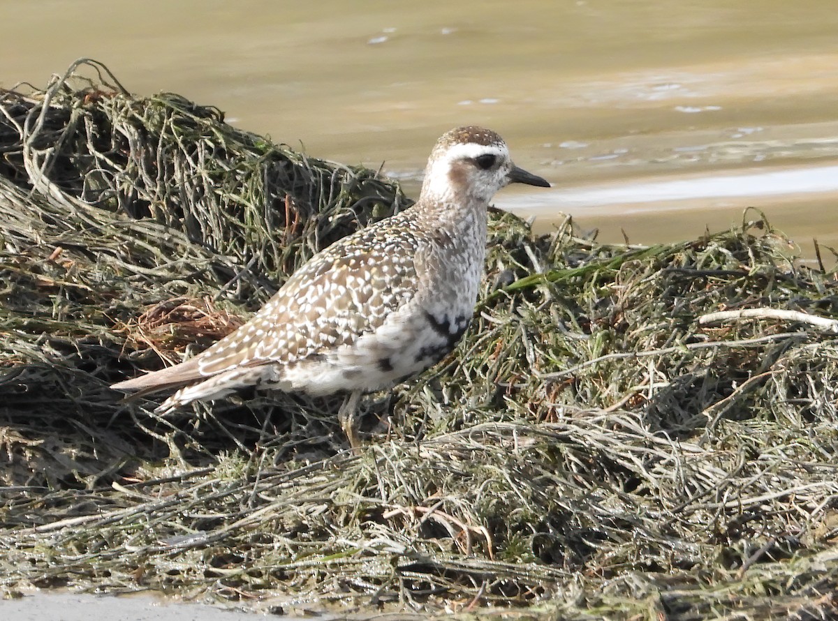 American Golden-Plover - ML391688211