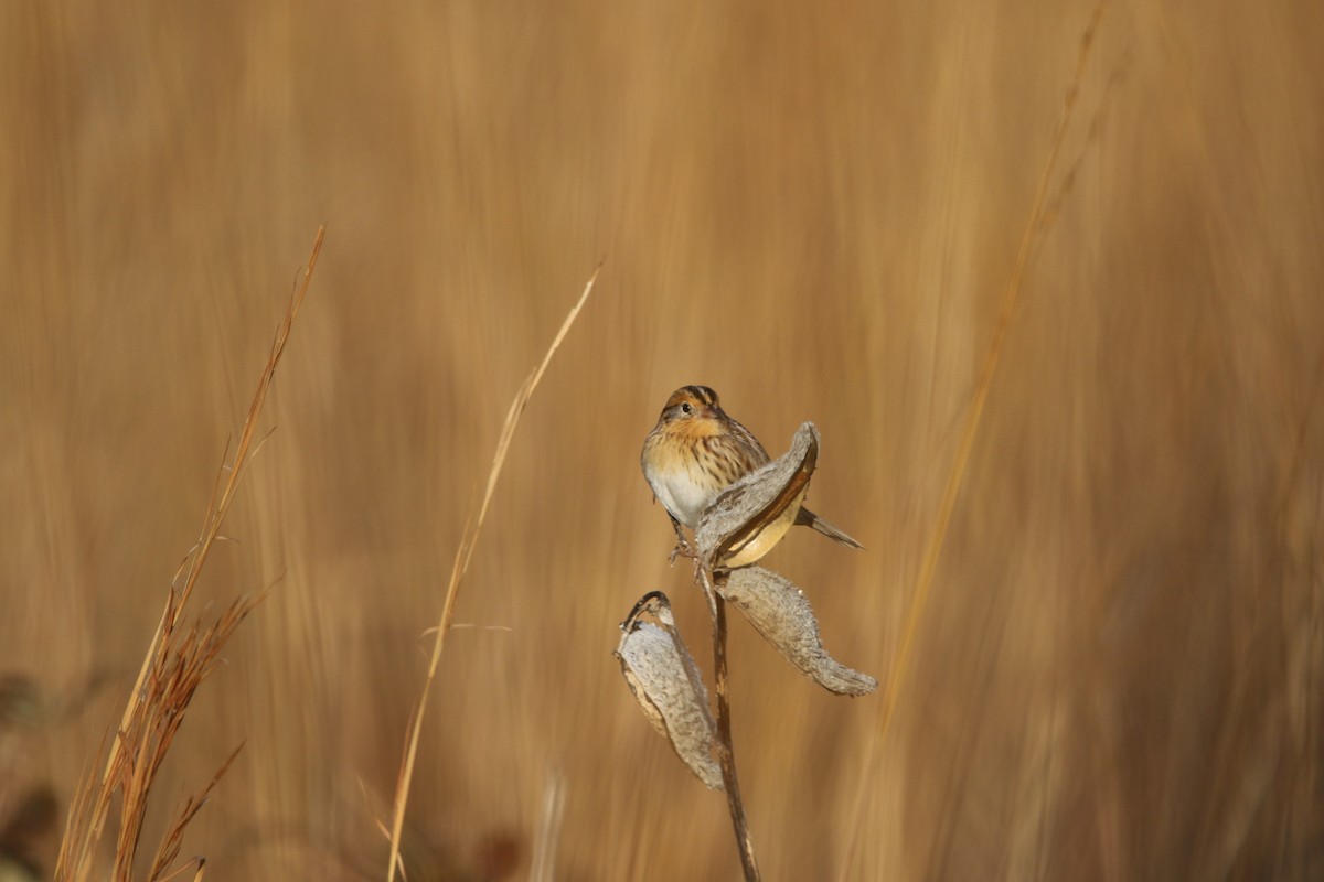 LeConte's Sparrow - ML391689091