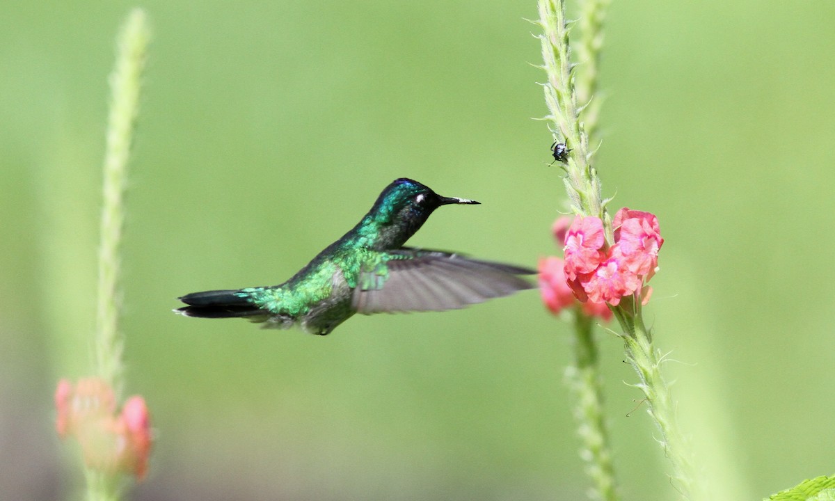 Violet-headed Hummingbird - Sean Fitzgerald