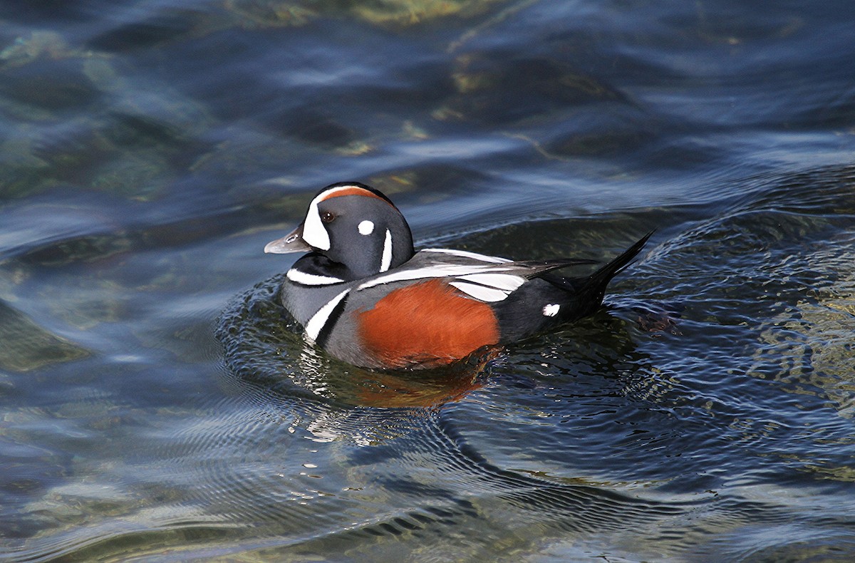 Harlequin Duck - ML39169131