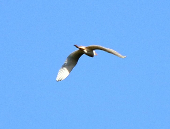 Чапля єгипетська (підвид ibis) - ML391691361